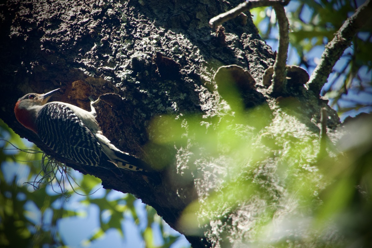 Woodpecker on a tree