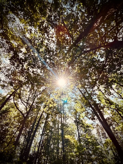 Sun glaring through a canopy of trees