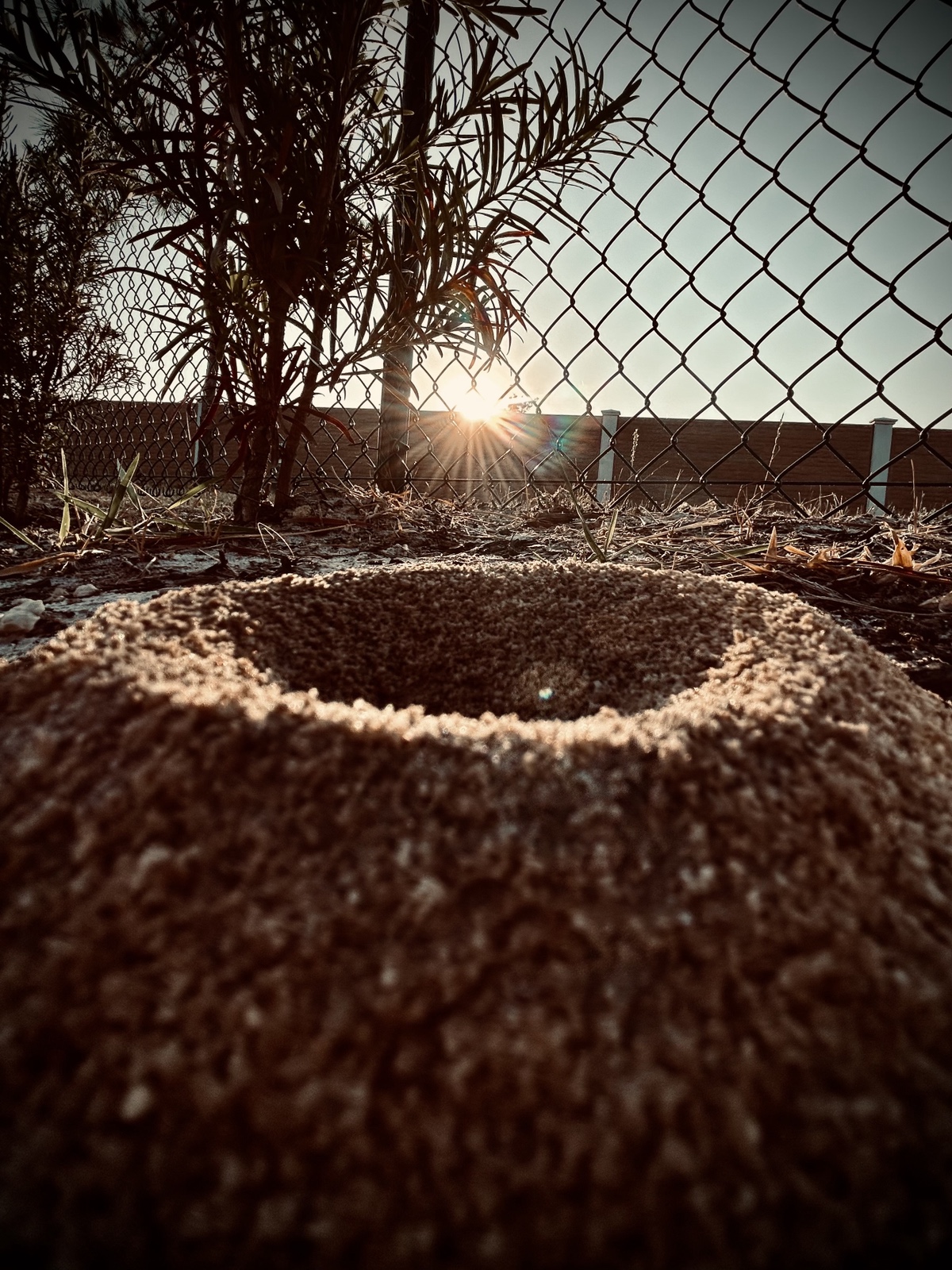 Close up of an ant hill with plants, a fence, a wall, and the sun rising.