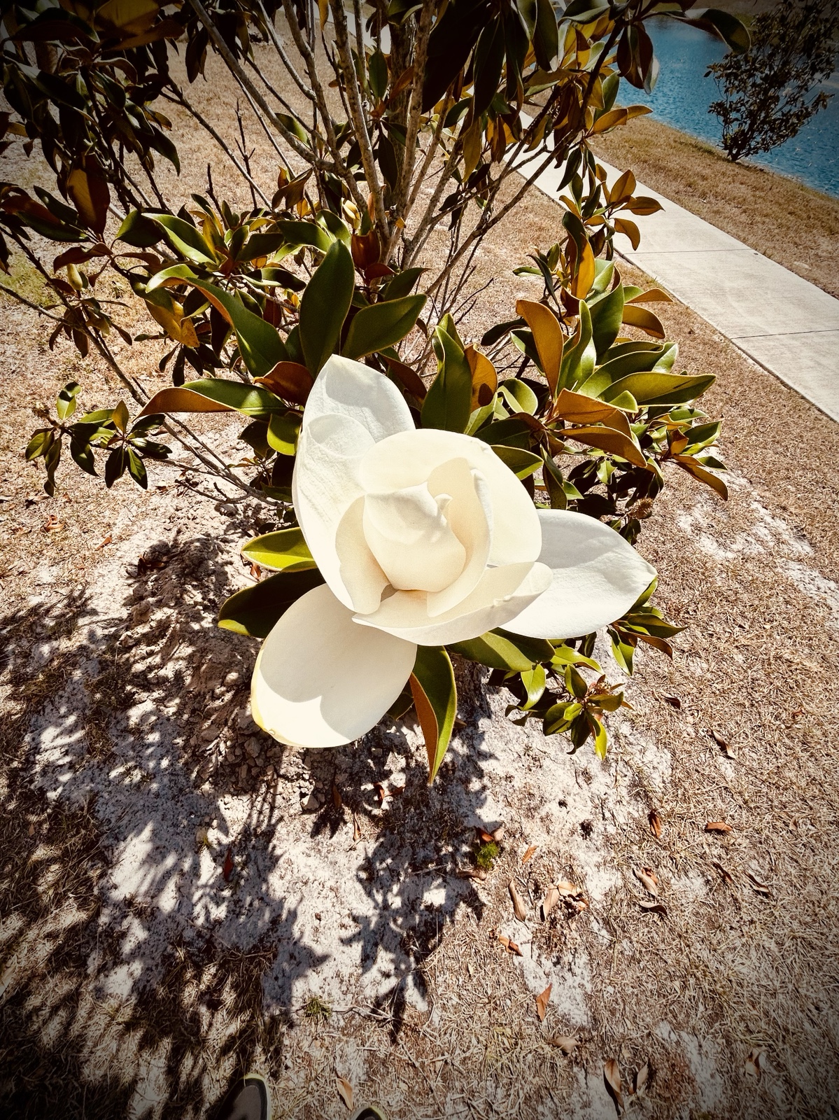 Southern Magnolia blossom on a tree