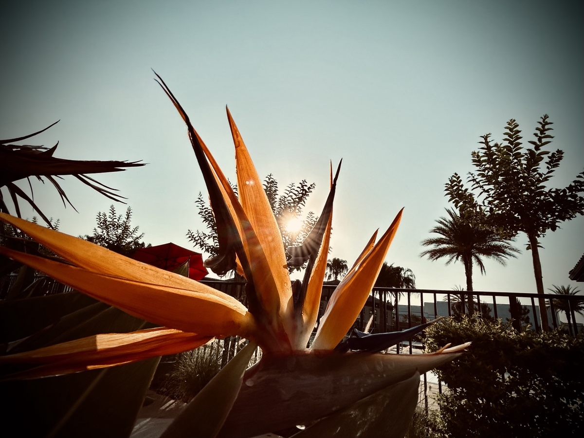 Bird of Paradise blossom with the sun glaring through the petals. Various trees in the background and a fence.