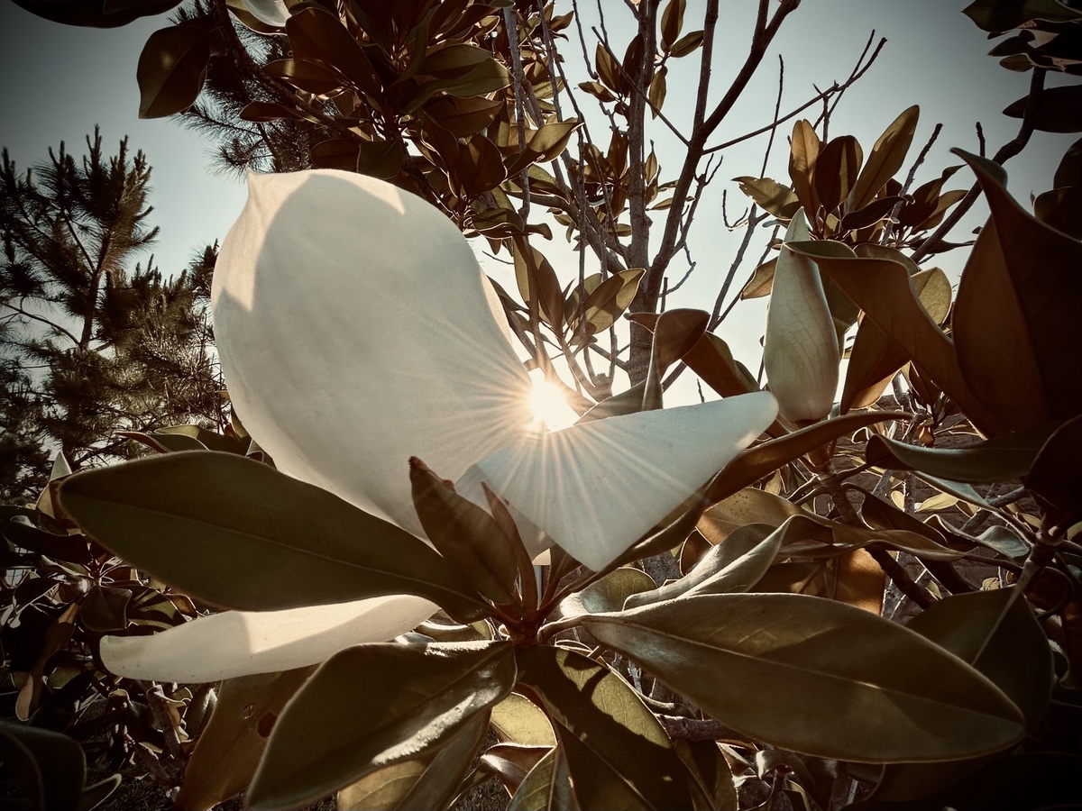 Sunrise through a magnolia blossom