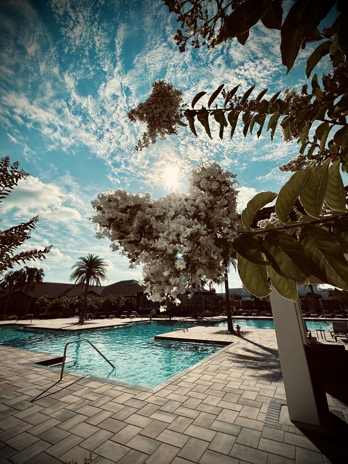 Sun shining above the flowers of a tree with palm trees and a pool in the background