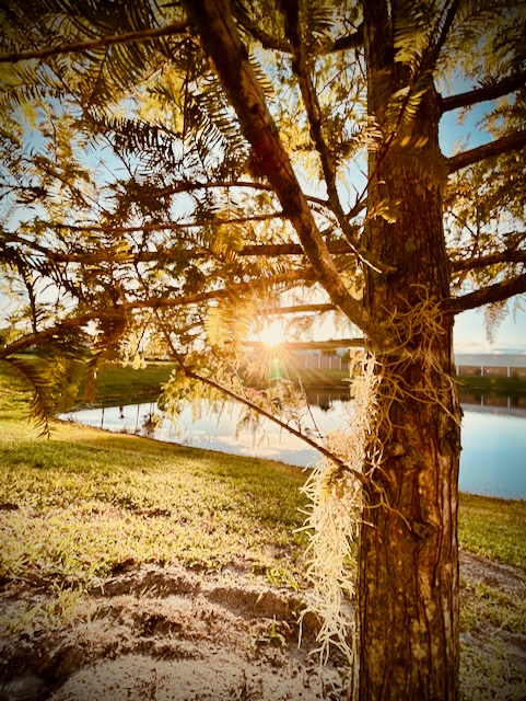 Sunrise through a tree and over water