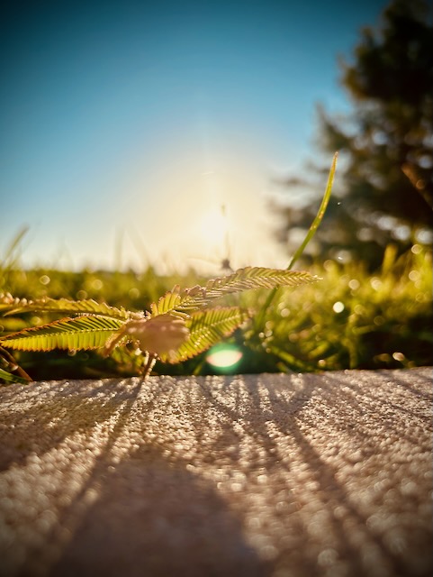 Sunrise over some grass and a sapling