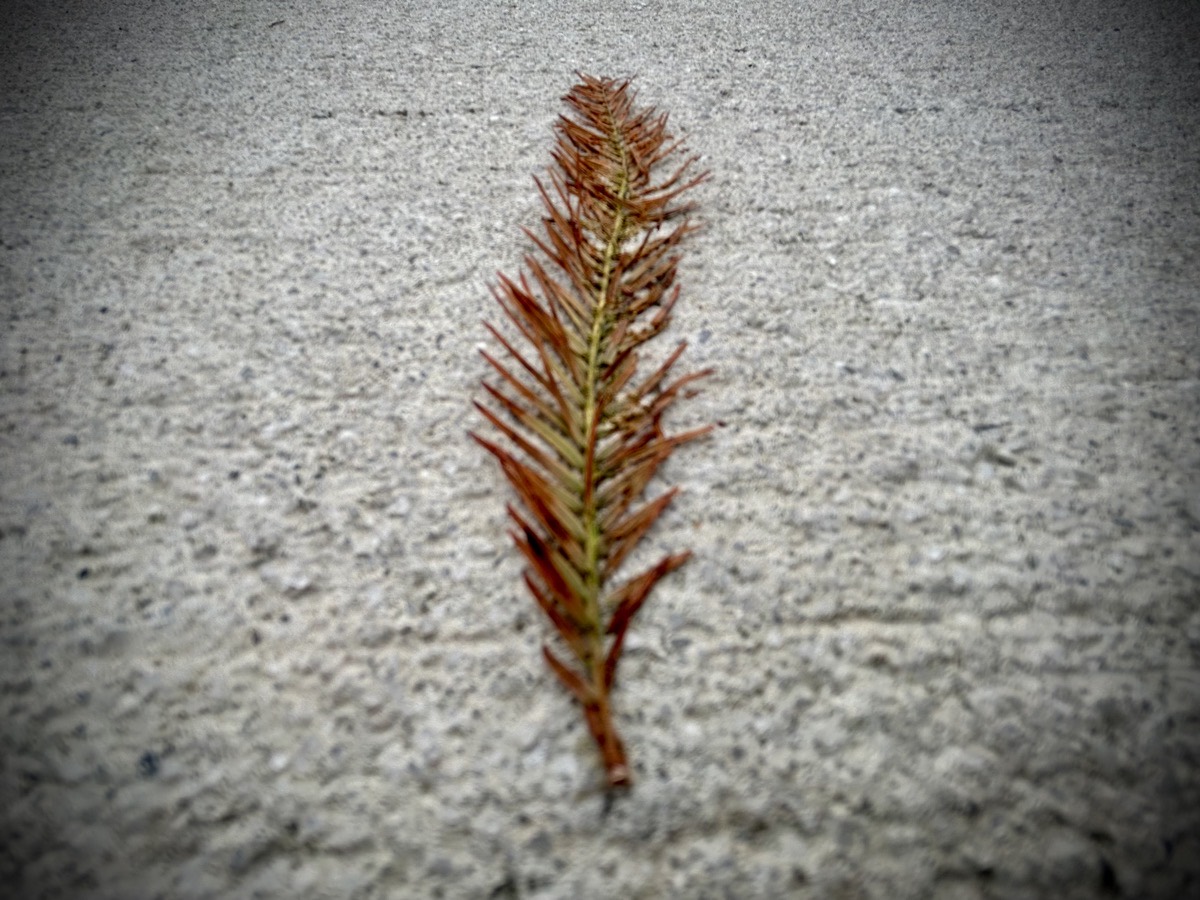 Fallen leaf on a sidewalk