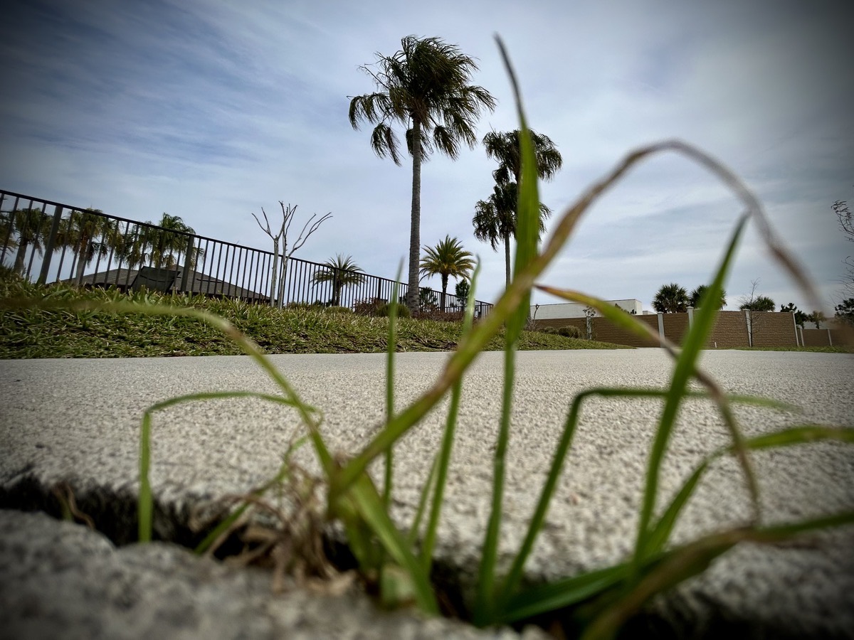 Grass in a sidewalk with a palm trees and a fence in the background