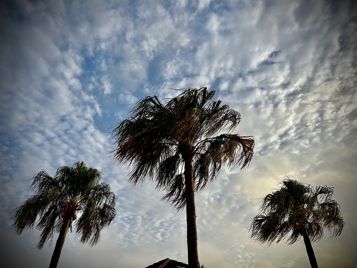 Palm trees with clouds in the background