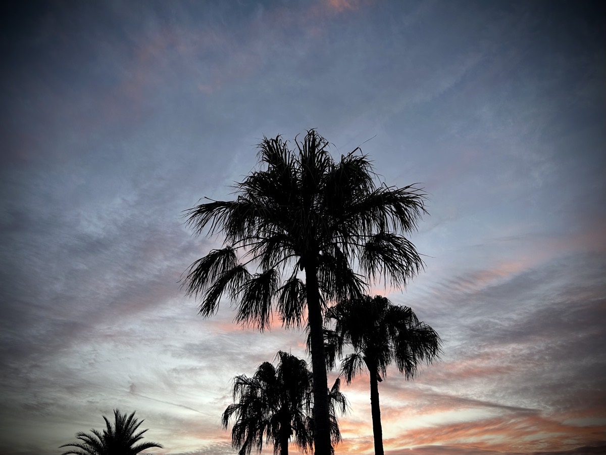 Palm trees with dawn's sky in the background