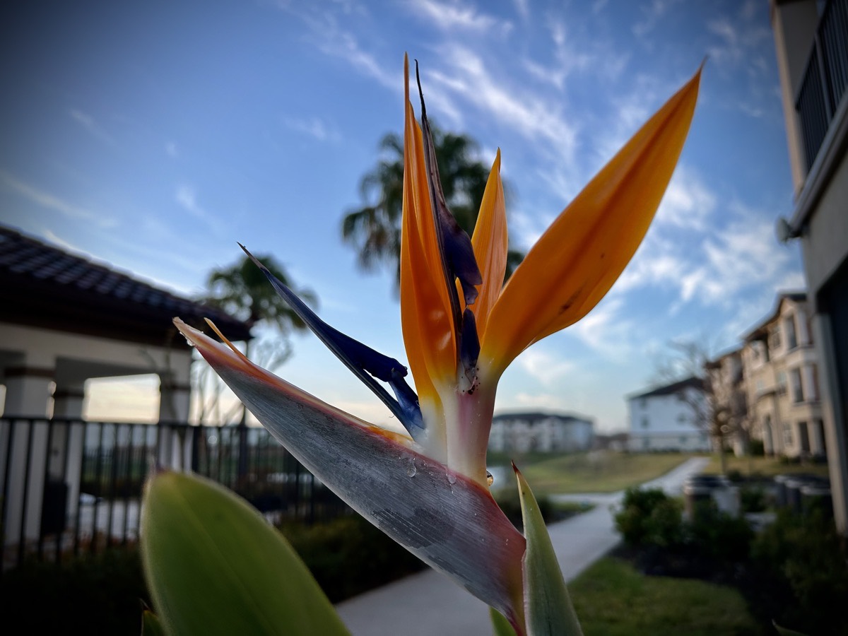 Bird of Prey bloom with a palm tree in the background