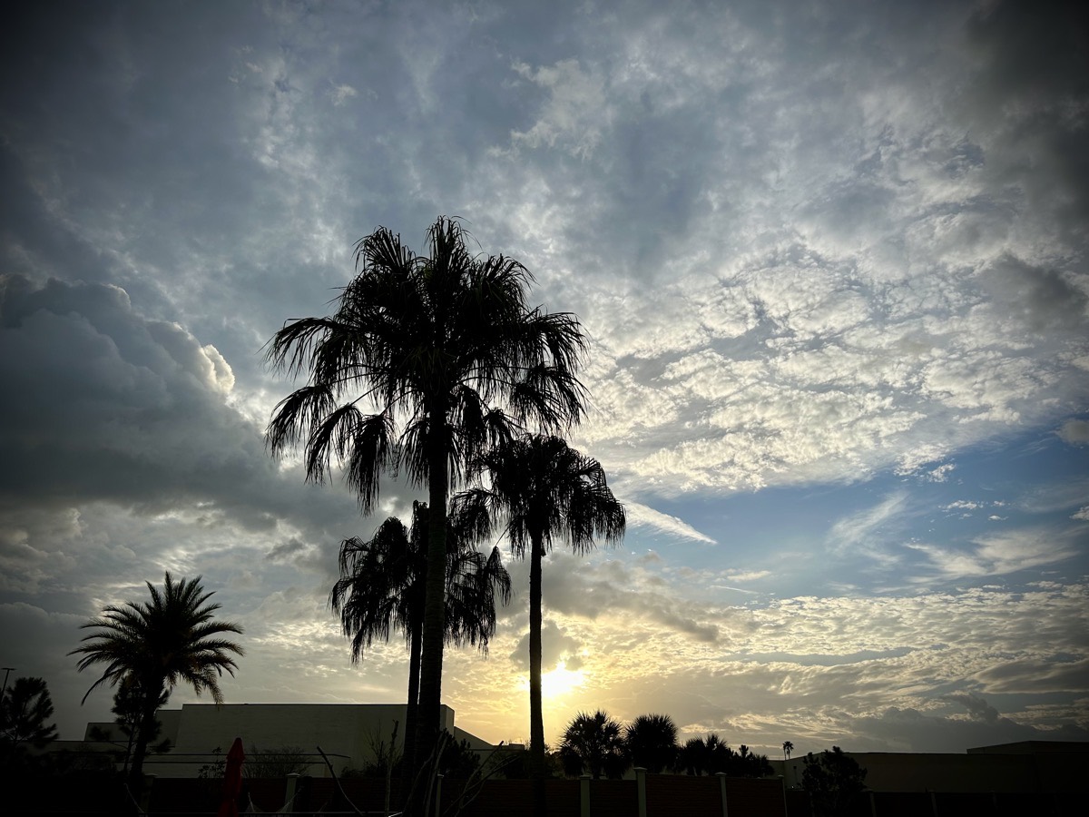 Palm trees with the sunrise in the background