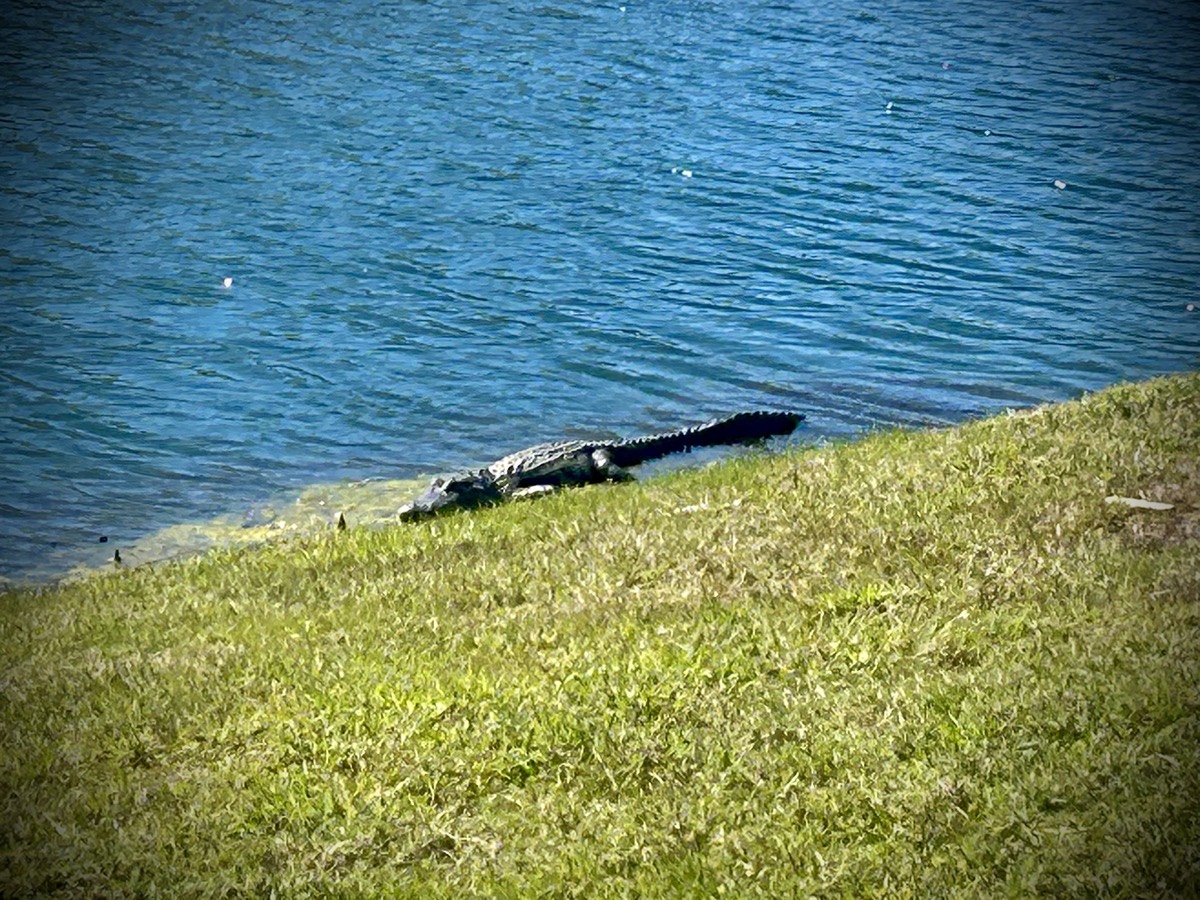 Sunbathing alligator