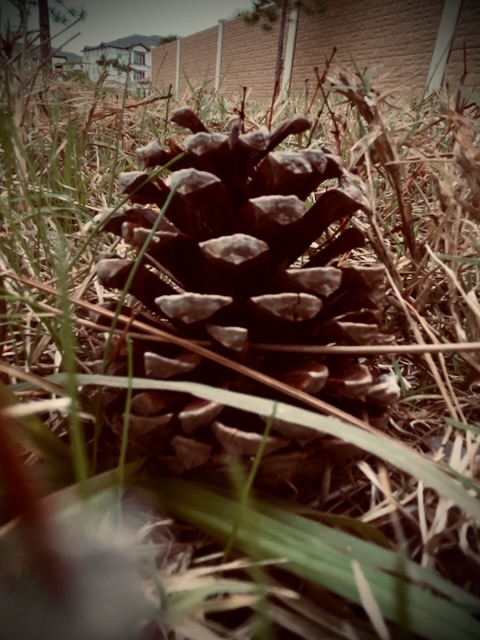 Pinecone