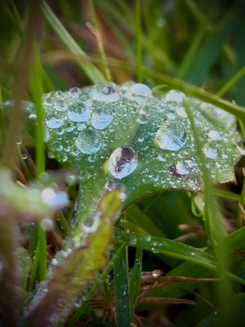 Dew on a leaf