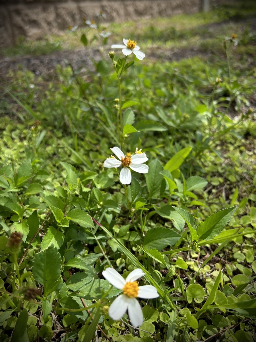 Wildflowers