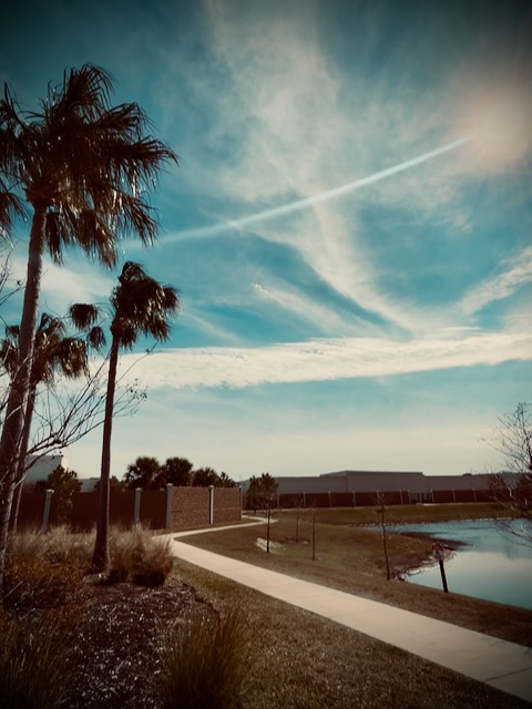 Palm trees