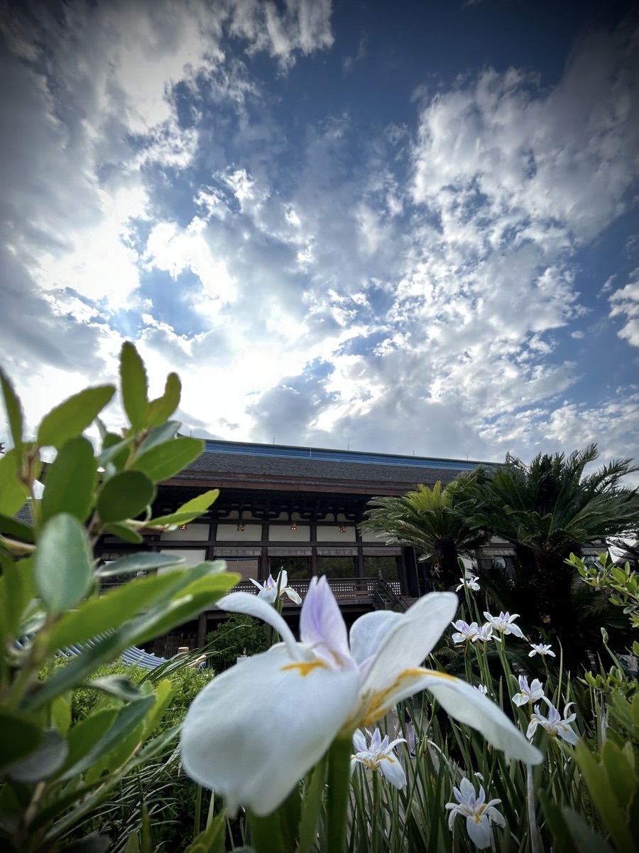 Flowers with a building and cloudy sky