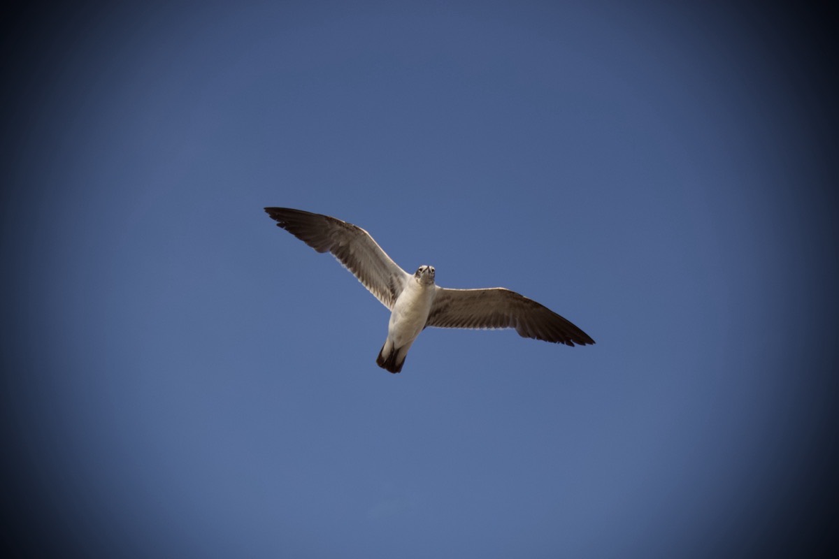Seagull
