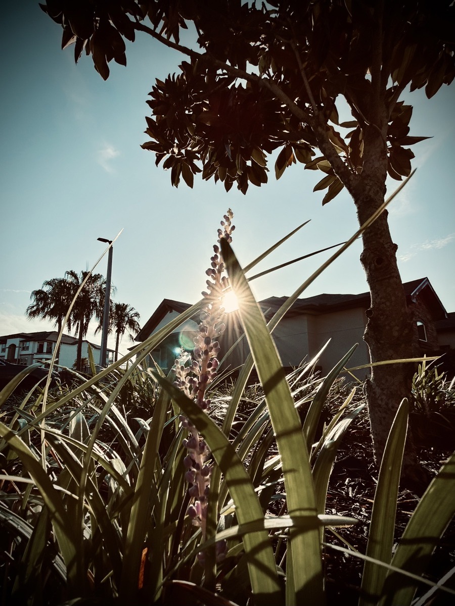 Sunrise through blades of grass