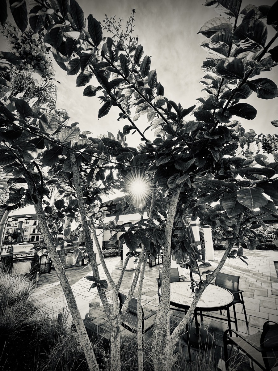 Sun beaming through a tree with a pool deck with chairs and awning in the background