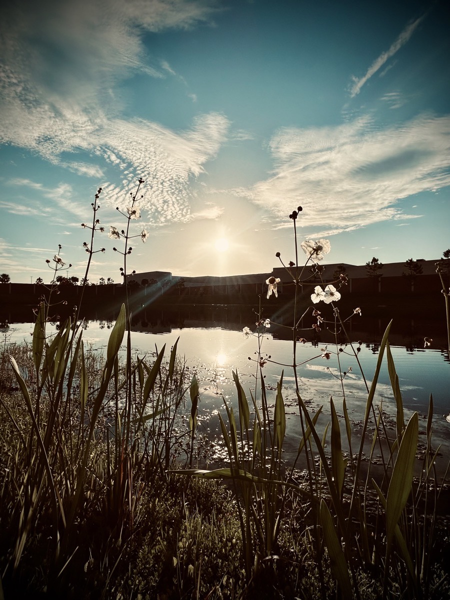 Sunrise over a building, flowers, and pond